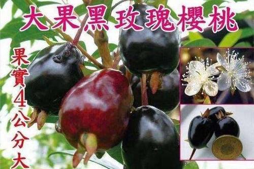 0/棵 大果黑玫瑰樱桃,巴西樱桃苗,树形非常好看,适合阳台庭院种植