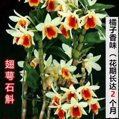 翅萼石斛苗黑毛石斛兰花苗铁皮石斛盆栽室内绿植比多肉兰花卉包邮