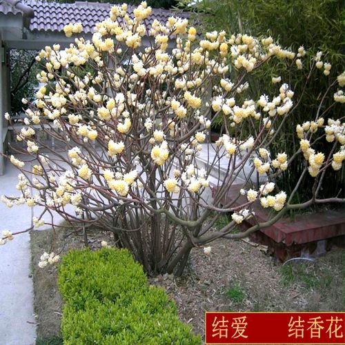 结香花树苗阳台盆栽庭院耐寒植物花卉打结花苗喜花树梦冬花绿化苗