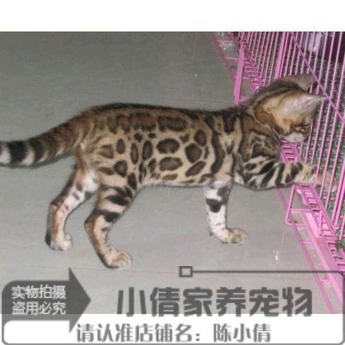 出售赛级宠物活体小猫咪 纯种宠物猫孟加拉豹猫幼猫幼