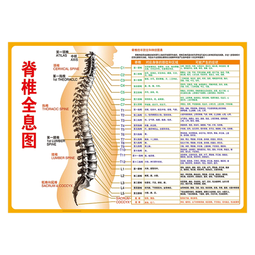 脊柱神经分布表脊神经全貌形状示意图脊椎挂图防水宣传墙贴画wsa wsa