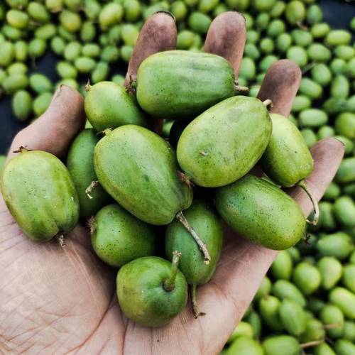 【顺丰】东北软枣猕猴桃丹东圆枣奇异莓新鲜水果软枣鲜果 精选特级2斤