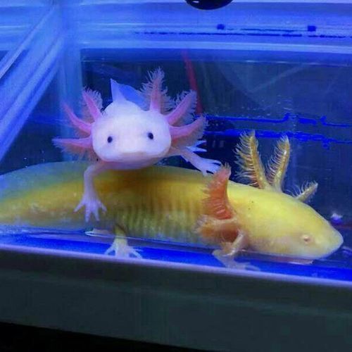 六角恐龙鱼水族淡水冷水小型宠物鱼活体金鱼锦鲤清道夫鱼好养易活