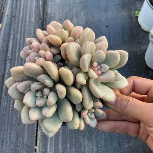 墨墨园艺多肉植物先锋派群生老桩多头云南血斑多肉办公室阳台盆栽