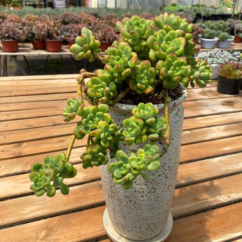 新品香格里拉多肉植物果冻色群生肉肉老桩防辐射老桩多肉一物一拍