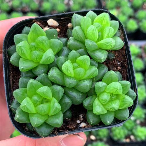 玉露 多肉植物 喜阴办公室绿植 卧室 客厅小盆栽 传奇绿野精品