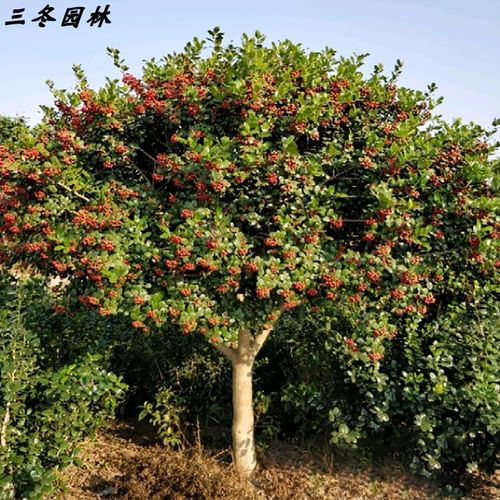 枸骨常绿型乔灌木独杆鸿运果树有刺枸骨球色块苗园林