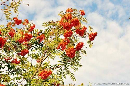 0/吨 百花花楸种子,花楸种子,哪卖花楸种子,哪有花楸种子,催芽花楸