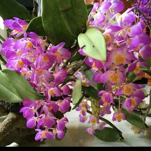 特红灯笼花图