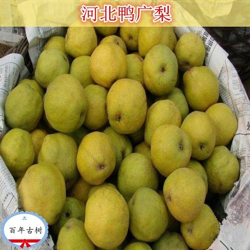 现摘鸭广梨5斤包邮当季渣子梨鸭儿广梨疙瘩梨子母梨广梨新鲜水果