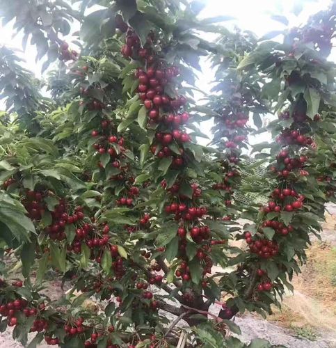 车厘子树苖樱桃树苖特大樱桃果树果苖美国嫁接南北方种植当年结果