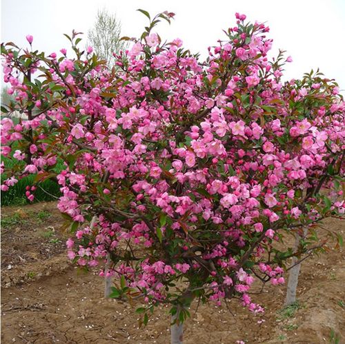 园林绿化苗木树苗海棠苗庭院别墅点缀植物西府海棠树苗嫁接海棠苗