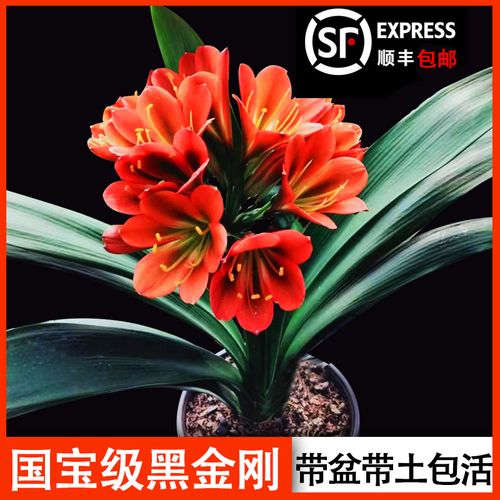 精品君子兰红花绿心黑金刚花色绿植黑花君子兰栽好包活顺丰包邮