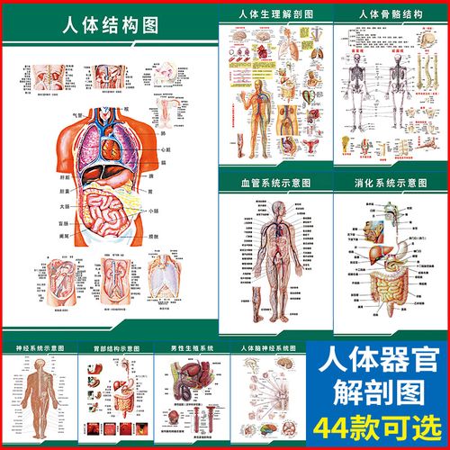 人体结构生殖系统解剖图知识挂图男女泌尿系统解剖图医用学墙贴画