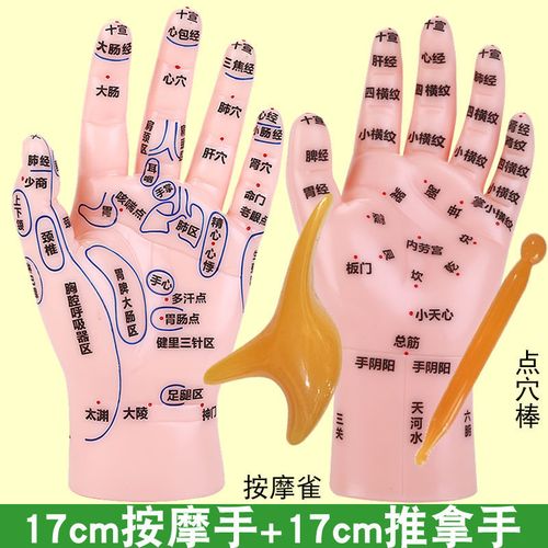按摩手部穴位模型小儿推拿手诊中医调理手穴反射区仿真手掌图教学