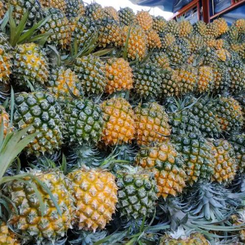 海南菠萝香水菠萝新鲜黄金凤梨手撕菠萝云南香水果除味刀2/5/10斤