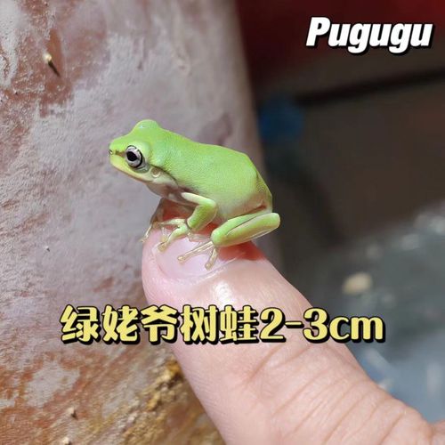 【安小离】姥爷树蛙宠物小青蛙活体小丑蛙旅行青蛙蝌蚪澳洲蓝绿老爷