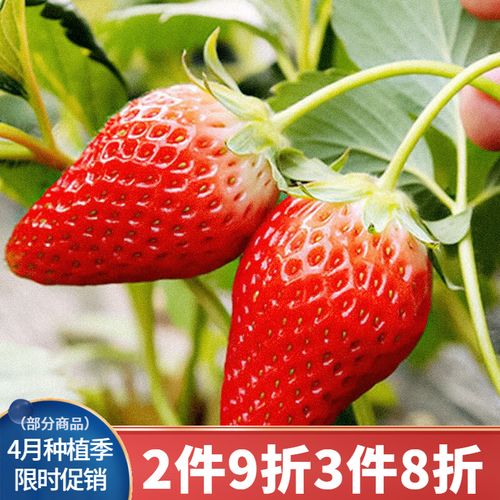 带土发货蔬菜苗木种子籽草莓树阳台盆栽庭院大棚水果菜仔 香野草莓苗
