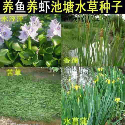 养殖养小龙虾鱼塘水草种子矮生芦苇淡水南方牧草池塘水生植物草w