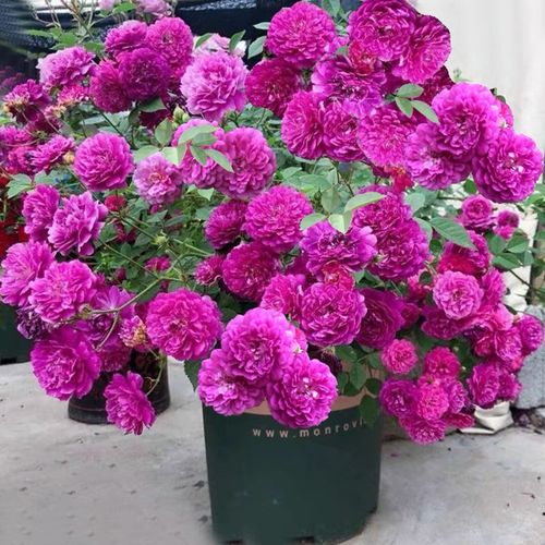 浓香微型月季甜蜜马车多季节开花开花机器阳台微月盆栽地栽玫瑰花