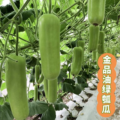 金品油绿蒲瓜种籽菜葫芦种孑甜瓠子瓜种籽苗农家蔬菜种子春季四季
