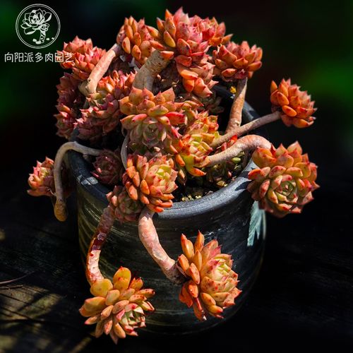 奥利维亚老桩群生多肉植物一物一拍盆栽天台露养向阳派多肉园艺.