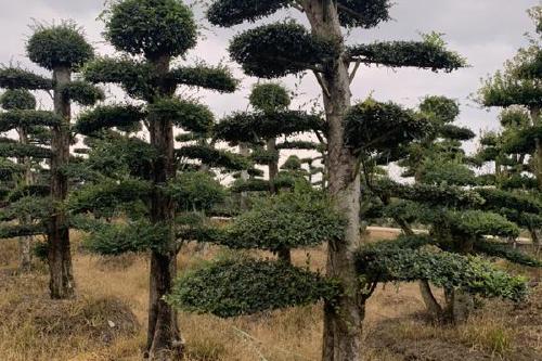 0/棵 供应造型榆树,26-60公分