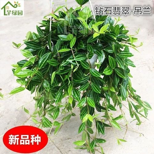 新品钻石翡翠吊兰室内花卉盆栽吊c兰盆栽绿植花卉四季常青易活植