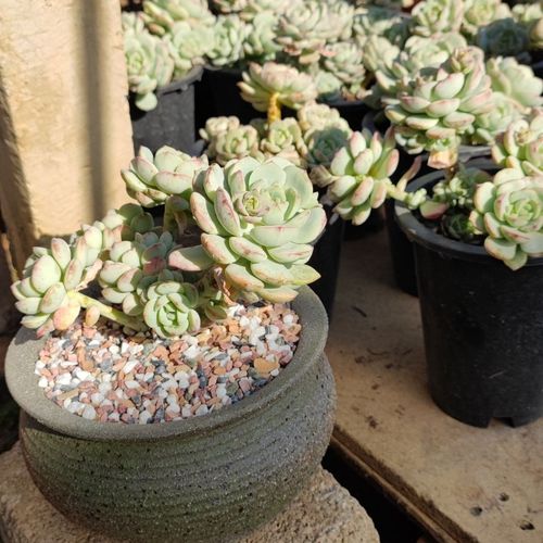 多肉植物香草老桩整桩多头阳台露养精控上颜色云南基地直发