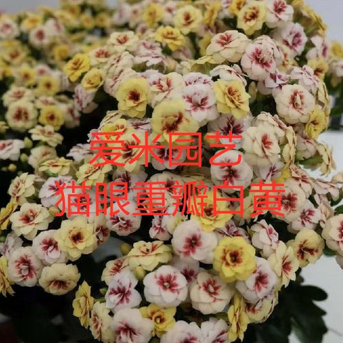 爱米园艺长寿花重瓣开花花卉带花苞发货彩妙猫眼重瓣复色系列猫眼