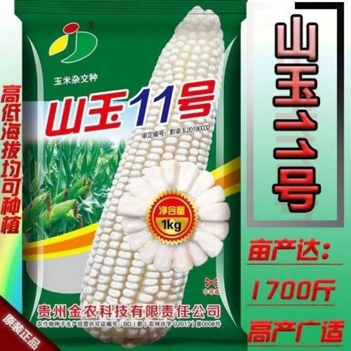 云贵川全国高产白色玉米种子白包谷种子高产抗病大棒山玉11