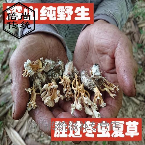 花中材新货大别山竹林蝉花知了花大虫草蛹虫草 金蝉花  500克(1一斤