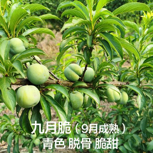 四川李子树苗青脆半边红蜂糖五月嫁接晚熟西梅树南方种植果树果苗