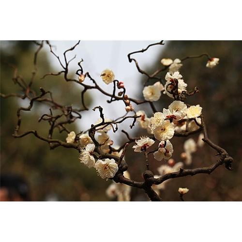 龙游梅绿梅玉蝶梅宫粉梅花原生冬季开花庭院窗台耐寒客厅盆景盆栽
