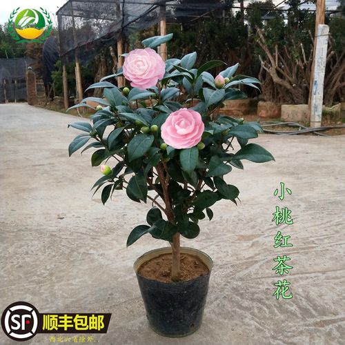 宫粉茶花树苗带花苞室内盆栽四季绿植阳台花卉福建品种小桃红新品
