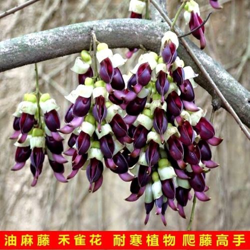 爬藤花卉品种 禾雀花 种子 禾雀花苗盆栽 紫黄绿红白攀爬花卉禾雀