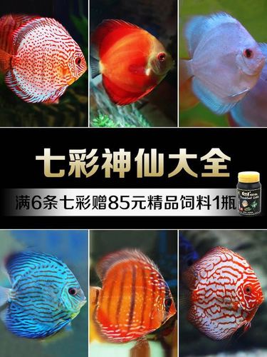 热带鱼观赏鱼淡水燕鱼七彩神仙活体好养易活耐活繁殖快的鱼免邮