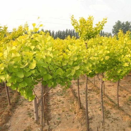 银杏树活苗银杏树大树花园植物银杏树苗行道树拆迁占地苗包成活