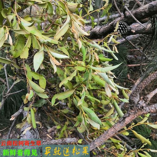 云南山区农村松树寄生草野生寄生茶云南松马尾松寄生