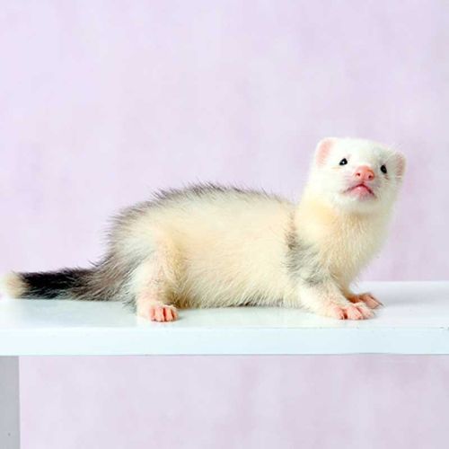 安哥鲁 宠物雪貂活体安格鲁貂活体雪貂幼崽玛雪儿貂宝宝好养型萌宠