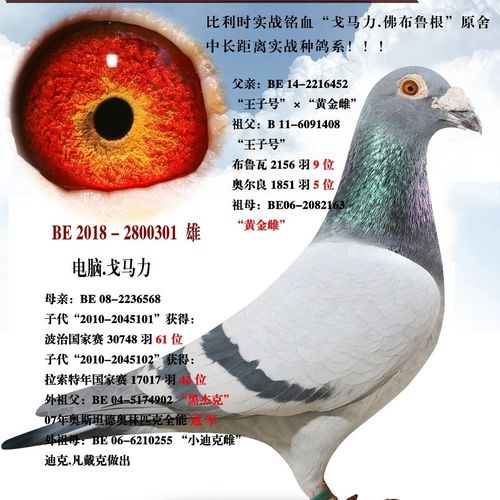 信鸽,种鸽"电脑.戈马利"功勋种鸽,作育多羽高位入赏鸽.
