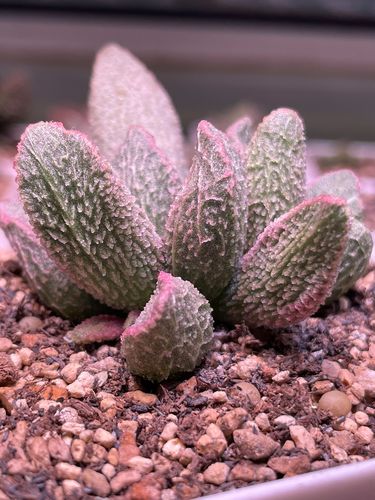 多肉水泡 多肉植物 实生水泡 精选品种