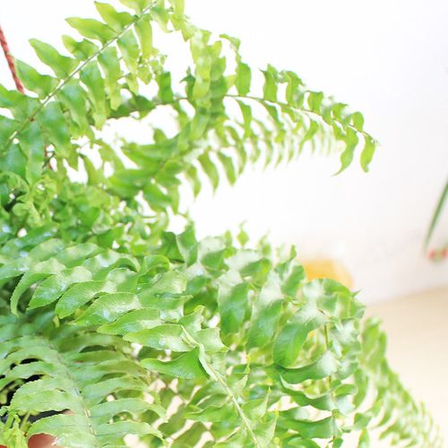 波士顿蕨肾蕨盆景 盆栽绿植植物花卉免浇水吸甲醛蜈蚣草