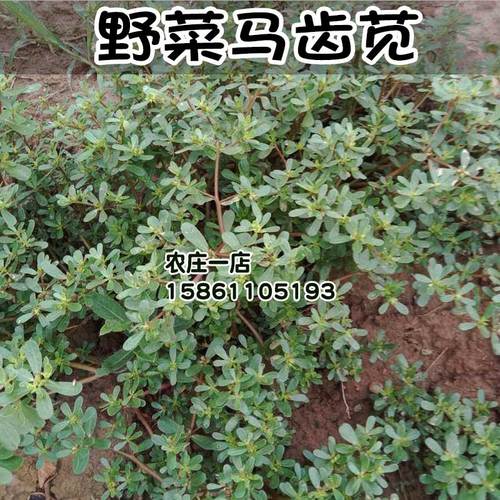 马齿苋种子野菜种籽四季春季夏秋冬季种播蔬菜种孑春季种农家盆栽