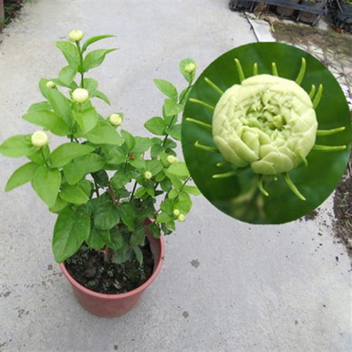 花苗圆叶正宗虎头茉莉盆栽双色茉莉花苗芳香花苗四季常青开花浓香植物