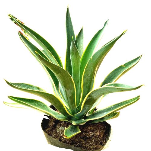 新品新品金边龙舌兰花苗盆栽水培多肉植物室外i虎皮兰内阳台办公x