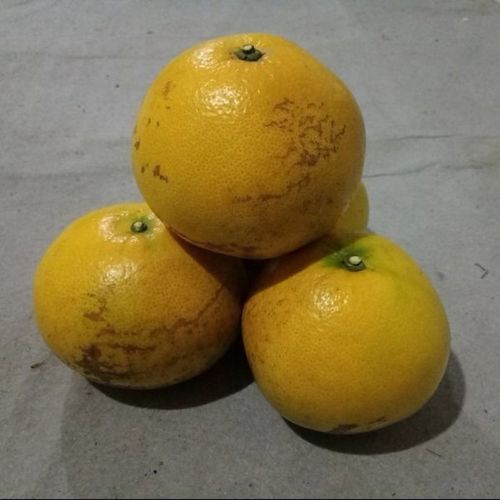 鲜其 【爆汁黄金葡萄柚】甘甜柚子新鲜当季水果黄肉蜜柚 【净重5斤】
