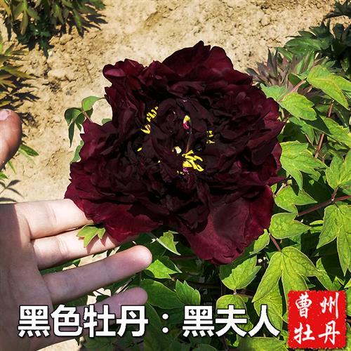 黑色牡丹花苗重瓣大花正宗x黑牡丹菏泽发货绿植盆栽