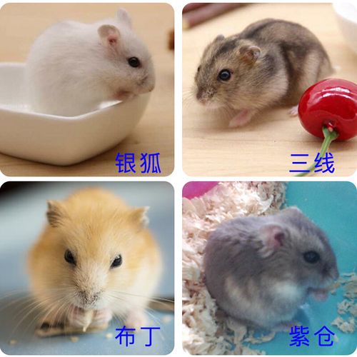 宠物饲料笼子小仓鼠活体宝宝三线银狐布丁鼠紫仓金丝熊 仓鼠1只(品种