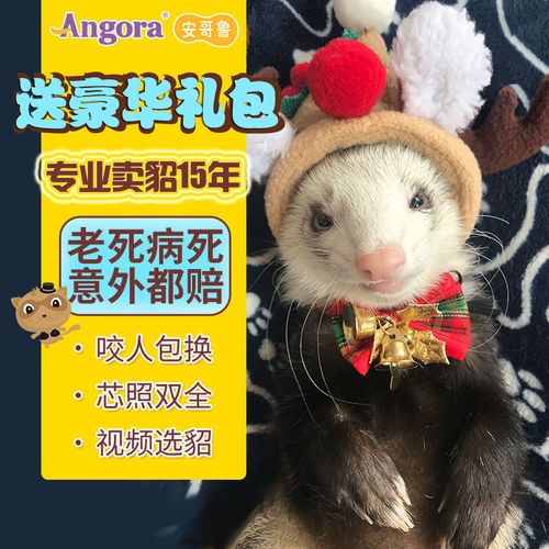 中国总代安哥鲁安格鲁宠物貂雪貂活体幼崽天妖貂宿舍宠物林鼬浣熊